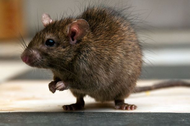 Bị chuột cắn, một cháu bé 6 tháng tuổi đã tử vong