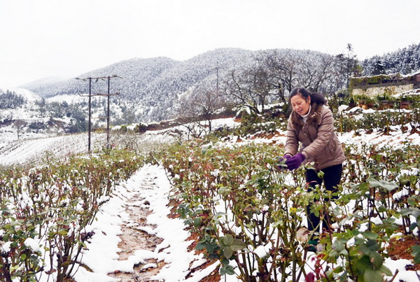 Do có sự chuẩn bị kỹ nên năm nay tuyết rơi ở Sa Pa không gây thiệt hại cho hoa màu và gia súc