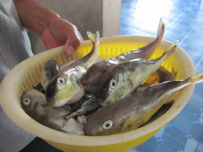 Có bao nhiêu loại hải sản phải cẩn thận khi ăn?