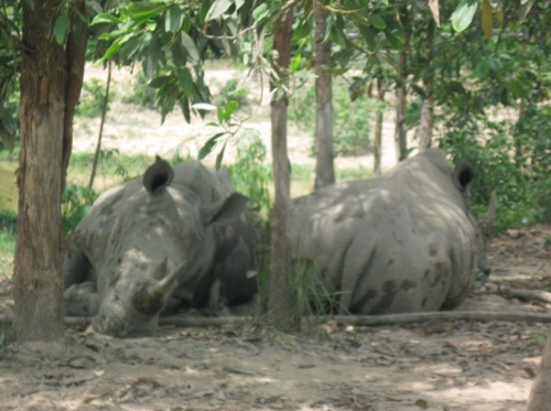Cặp tê giác châu Phi của đại gia chơi ngông có giá trị lên tới cả nghìn tỉ đồng