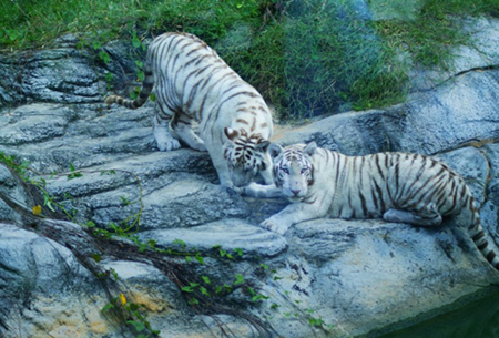 Nhắc đến thú nuôi của những đại gia chơi ngông, phải kể đến hai con hổ nuôi tại Khu du lịch Đại Nam của ông Huỳnh Uy Dũng