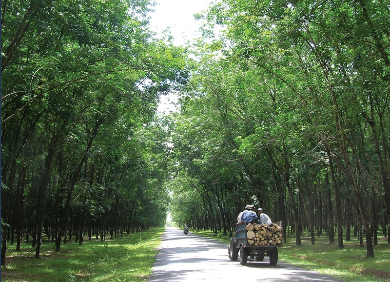 Yêu cầu xử lý sai phạm tại Tập đoàn CN Cao su Việt nam