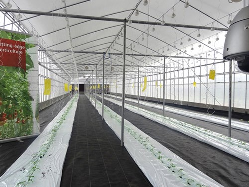 Những cây cà chua đầu tiên được trồng theo mô hình nông nghiệp thông minh Akisai hứa hẹn cho năng suất chất lượng vượt trội