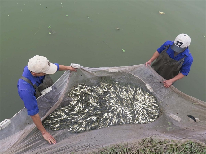 Để nâng cao năng suất chất lượng ngành nuôi trồng thủy sản, Thái Nguyên tập trung đầu tư nghiên cứu khoa học và khuyến ngư