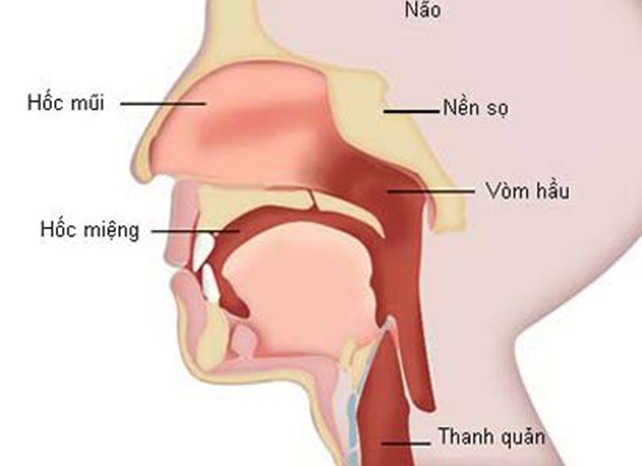 Nguy cơ ung thư vòm họng chưa được xác định nhưng virus EBV là yếu tố khiến bệnh phát triển