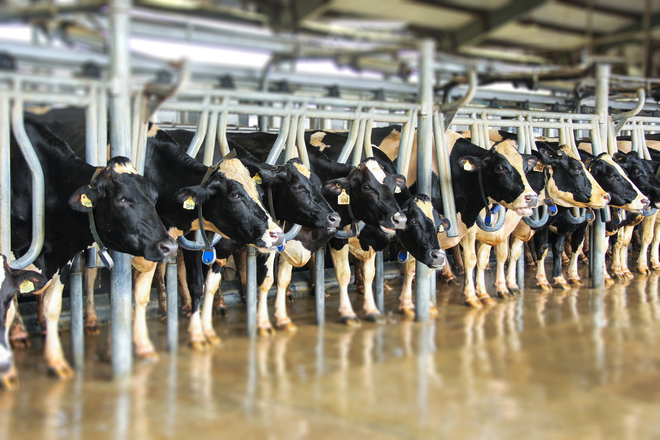 Tập đoàn sữa TH True Milk và Công ty Vinamilk ứng dụng âm nhạc trong chăn nuôi bò sữa