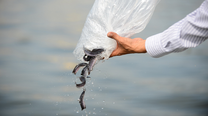 Để đảm bảo chất lượng cá sau khi thả, người nuôi cần nắm vững kỹ thuật vận chuyển cá giống