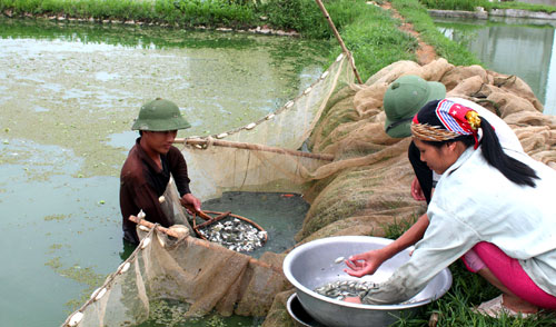 Vận chuyển cá giống là một khâu quan trọng quyết định chất lượng, năng suất cá sau này