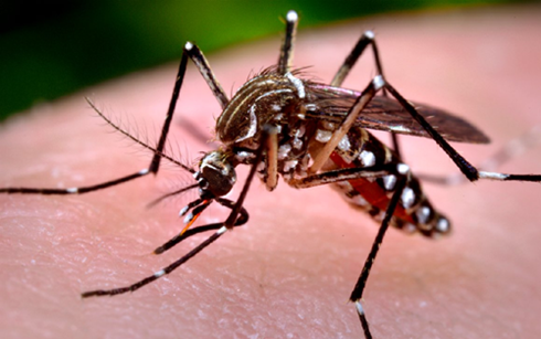 Muỗi Aedes aegypti được cho là trung gian truyền virus Zika (Ảnh: vectorbase)
