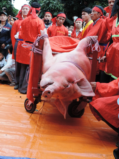 Lễ hội chém lợn ở Bắc Ninh đang trở thành tiêu điểm tranh cãi trong dư luận thời gian qua