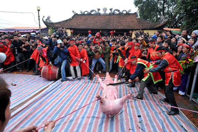Lễ hội chém lợn ở Bắc Ninh bị cho là một trong những lễ hội tàn ác nhất hiện có