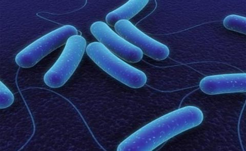 Xúc xích nhiễm khuẩn có thể chứa vi khuẩn Clostridium