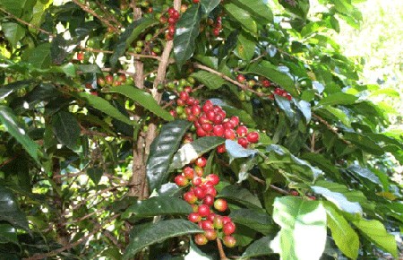 Việt Nam vẫn chủ yếu xuất khẩu cà phê dạng thô