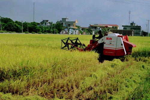 Diện tích đất lúa đang bị thu hẹp dần vì nhường đất cho các dự án xây dựng