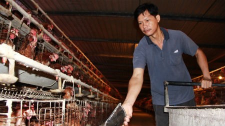 Nhiều hộ chăn nuôi gà đang gặp khó khăn do giá thức ăn tăng cao. Trong ảnh: anh Trần Quang Thế chăm sóc một trang trại gà ở huyện Thống Nhất, tỉnh Đồng Nai