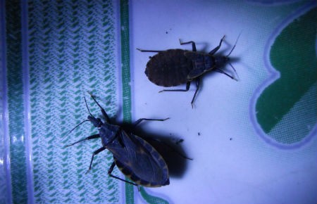 Hai con bọ xít hút máu mới được cán bộ Khoa Côn trùng - Viện Sốt rét – Ký sinh trùng – Côn trùng Quy Nhơn tìm thấy