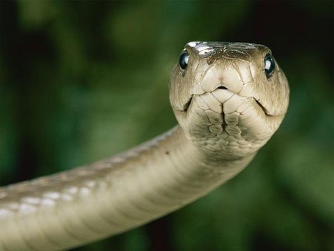 Chiết xuất từ nọc của loài rắn đen cực độc của châu Phi có tác dụng giảm đau mạnh như một số loại thuốc phiện, kể cả moóc phin.