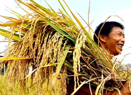 Những doanh nghiệp xuất khẩu gạo nên trích một phần lợi nhuận để đầu tư cho KHCN. Ảnh: 
