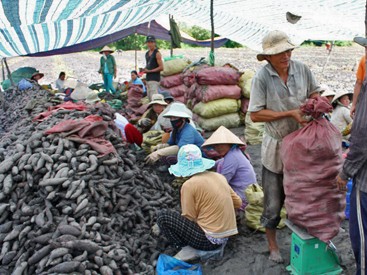 Thu hoạch khoai lang xuất khẩu sang Trung Quốc tại huyện Bình Tân ngày 3/3.