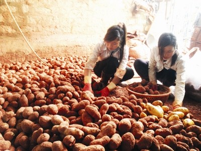 Nhuộm đất đỏ Đà Lạt cho khoai tây Trung Quốc