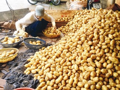 Mông má khoai tây Trung Quốc ngay tại chợ Nông sản Đà Lạt