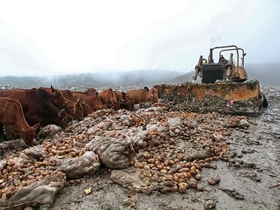 Đàn bò xông vào ăn khoai tây Trung Quốc chuẩn bị tiêu hủy