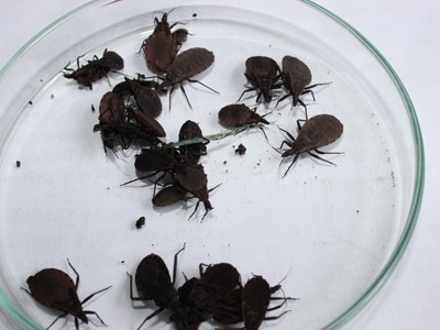 Những cá thể bọ xít hút máu được phát hiện ở Hoài Đức, Hà Nội. Ảnh: Nguyễn Hoài.