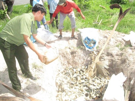 Tiêu hủy khô cá tra ở An Giang