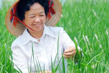 Phó Giáo sư - Tiến sĩ Nguyễn Thị Trâm đã lai nhiều tổ hợp, đánh giá trên nhiều vùng và tuyển chọn được các giống lúa lai hai dòng mới: TH3-3 TH3-4, TH3-5, TH3-8, TH5-1, TH6-3, TH2-3, TH7-2, TH7-5 và lúa lai ba dòng mới: CT16