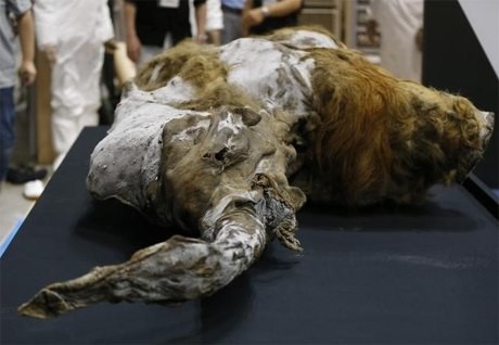 Xác con voi ma mút Yuka được trưng bày tại thành phố Yokohama, Nhật Bản hôm 10/7. Ảnh: Reuters.