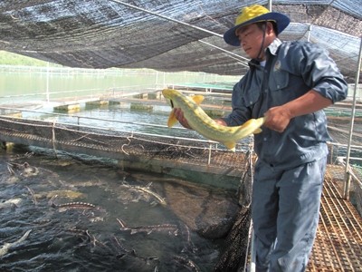 Người nuôi cá tầm Việt