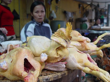 Bằng mắt thường rất khó phân biệt được gà ta và gà nhập lậu, nên nguy cơ người tiêu dùng ăn phải gà nhiễm kháng sinh cấm rất lớn (ảnh minh họa).  