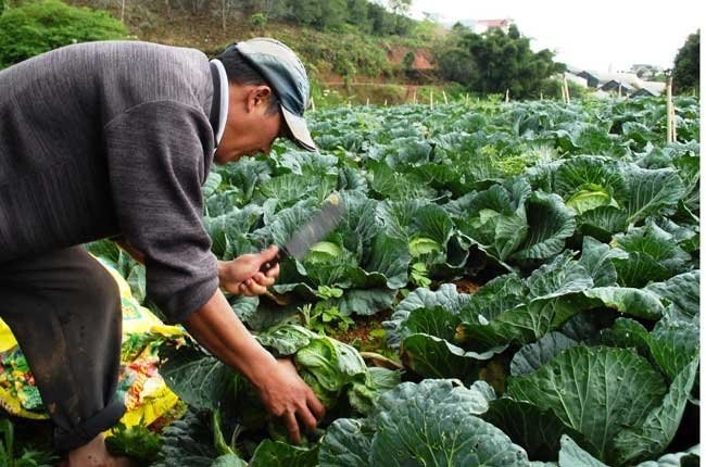 Nhà vườn trồng rau ở Lâm Đồng. Ảnh minh họa : Cao Nguyên. 