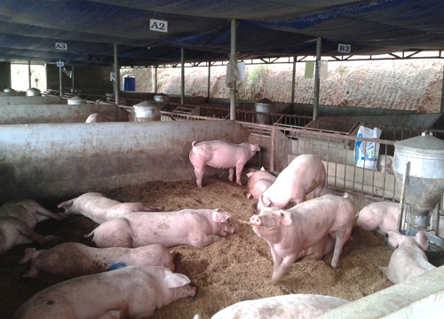 Thịt lợn sạch bây giờ rất hiếm trên thị trường
