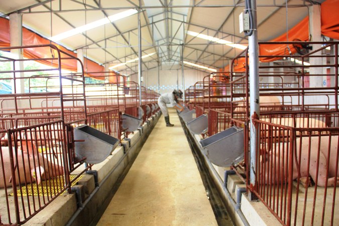 Trang trại chăn nuôi thành công nhờ công nghệ EM của Nhật Bản