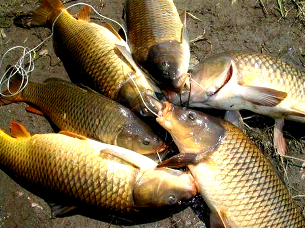 Nguy hiểm khi ăn cá ở nguồn nước ô nhiễm 