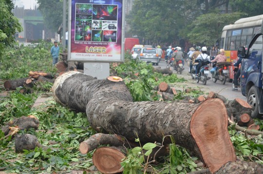 Chặt 6.700 cây xanh: Sức khỏe người dân Hà Nội sẽ ra sao?