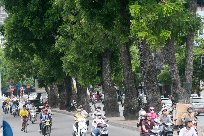 Chặt 6.700 cây xanh: Sức khỏe người dân Hà Nội sẽ ra sao?