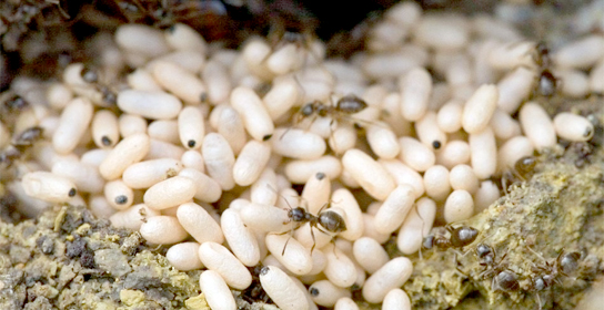 Trứng kiến gai đen: Coi chừng ngộ độc