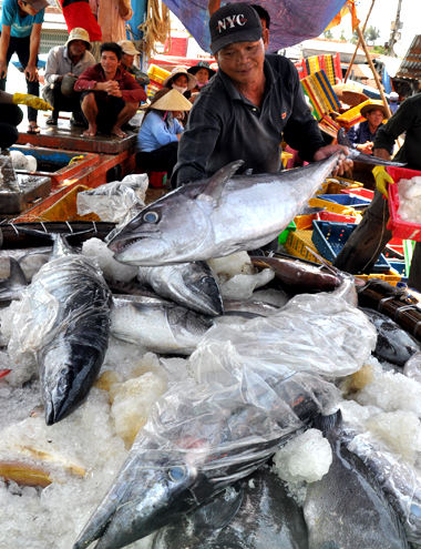 Với tiềm năng thủy sản, doanh nghiệp Bình Định sẽ đẩy mạnh năng suất trong sản xuất và chế biến cá ngừ xuất khẩu
