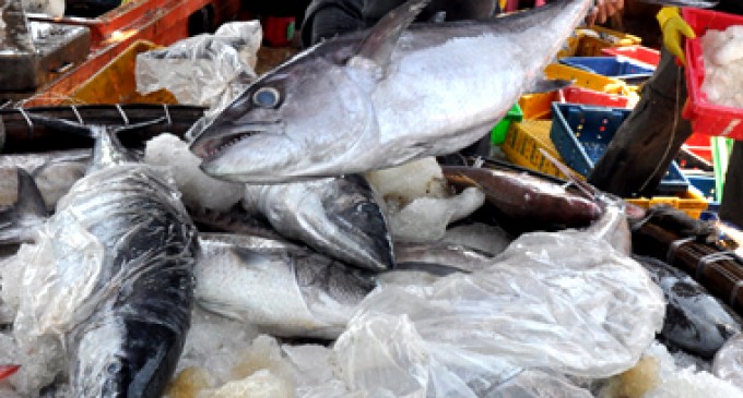 Cá ngừ xuất khẩu của Bình Định luôn được đánh giá cao về chất lượng