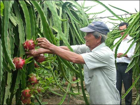 Thanh Long là trái cây chủ lực của Tiền Giang