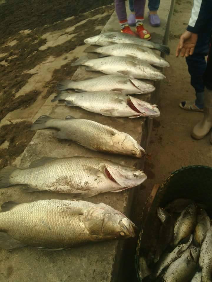 Cá vược chết rét, nông dân Thái Bình thiệt hại hàng chục tỷ đồng