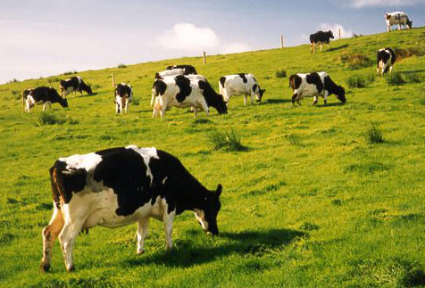 Các trang trại bò sữa ở Việt Nam đạt tiêu chuẩn của các tổ chức chứng nhận hàng đầu thế giới