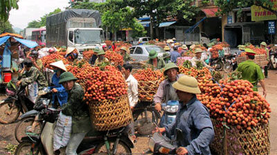 Khoa học công nghệ cho vải thiều