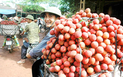 Đưa khoa học công nghệ để nâng giá trị quả vải