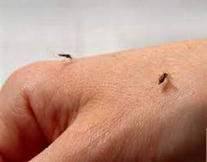 Muỗi truyền một số loại bệnh nhưng không truyền HIV