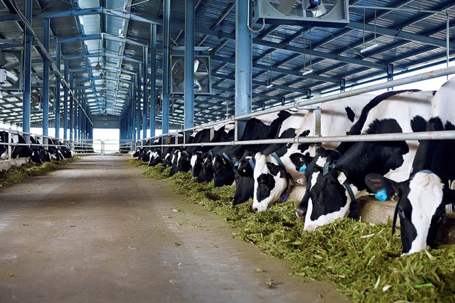 Đây trang trại đầu tiên tại Việt Nam nhập giống bò sữa cao sản từ Mỹ với nhiều ưu điểm vượt trội về chất lượng sữa