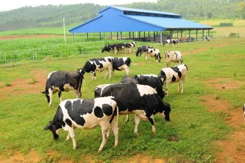 Hệ thống trang trại bò sữa Vinamilk Hà Tĩnh cũng được chứng nhận đạt tiêu chuẩn Global GAP