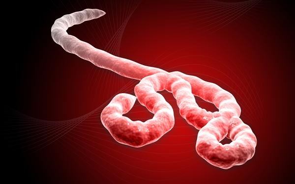Phát hiện  một protein trọng yếu của virus Ebola nguy hiểm nhất thế giới
